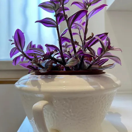 Maison De Confort A Et A 10 Minutes A Pied De La بيت للعطل كان